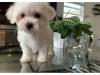 Puppies for sale Lithuania, Vilnius Maltese