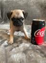 Puppies for sale United Kingdom, Aberdeen Pug