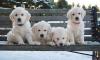 Puppies for sale Spain, Madrid Golden Retriever