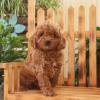 Puppies for sale Poland, Poznan Mixed breed