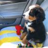 Puppies for sale Estonia, Kohtla-Jarve Bernese Mountain Dog