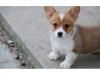 Puppies for sale Finland, Helsinki , Welsh-Corgi-Pembroke