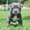 Puppies for sale Ireland, American Pit-Bull Terrier