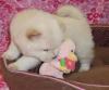 Puppies for sale Sweden, Lulea Chow Chow