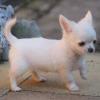 Puppies for sale Cyprus, Paphos Chihuahua