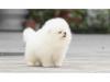 Puppies for sale Denmark, Kopenagen Pomeranian Spitz