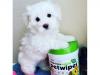 Puppies for sale Spain, Seville Maltese