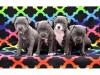 Puppies for sale United Kingdom, Southport Staffordshire Bull Terrier