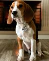 Puppies for sale France, Paris Beagle