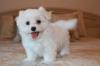 Puppies for sale Spain, Madrid Maltese