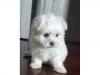 Puppies for sale Belgium, Brussels Maltese