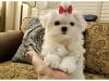 Puppies for sale France, Paris Maltese