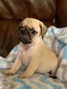 Puppies for sale Germany, Berlin Pug