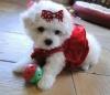 Puppies for sale Belgium, Brussels Maltese