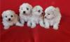 Puppies for sale Belgium, Brussels Maltese