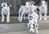Puppies for sale Germany, Giessen Great Japanese Dog