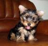Puppies for sale Belgium, Brussels Yorkshire Terrier