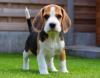 Продам щенка Latvia, Riga Beagle