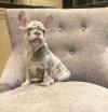 Puppies for sale Denmark, Kopenagen French Bulldog
