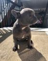 Puppies for sale Germany, Karlstadt French Bulldog