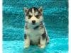 Puppies for sale Sweden, Stockholm , pomsky