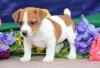 Продам щенка Finland, Helsinki Jack Russell Terrier