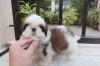 Puppies for sale Portugal, Almada Shih Tzu