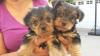 Puppies for sale Belgium, Brussels Yorkshire Terrier