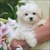 Puppies for sale Belgium, Brussels Maltese