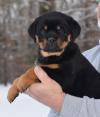 Puppies for sale Finland, Pori Rottweiler