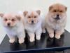 Puppies for sale Portugal, Port Chow Chow