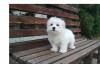 Puppies for sale Germany, Brandenburg Maltese