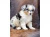 Puppies for sale Sweden, Sundsvall Australian Shepherd