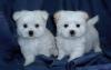 Puppies for sale Belgium, Brussels Maltese