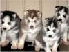 Puppies for sale Spain, Madrid Haski