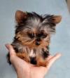 Puppies for sale Belgium, Brussels Yorkshire Terrier