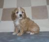 Puppies for sale Belgium, Gant Other breed