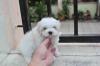 Puppies for sale Portugal, Aveiro Maltese