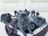 Puppies for sale Germany, Frankfurt French Bulldog