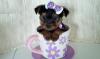 Puppies for sale Belgium, Brussels Yorkshire Terrier