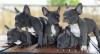 Puppies for sale Germany, Lubeck French Bulldog