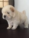 Puppies for sale Germany, Berlin Chow Chow