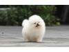 Puppies for sale Denmark, Kopenagen Pomeranian Spitz