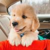 Puppies for sale Spain, Cadiz Golden Retriever