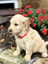 Puppies for sale Cyprus, Limassol , Golden doodle