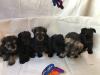 Puppies for sale Denmark, Kopenagen Mittelshnautser