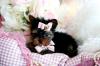 Puppies for sale Belgium, Brussels Yorkshire Terrier