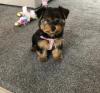 Puppies for sale Germany, Berlin Yorkshire Terrier