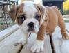 Puppies for sale Germany, Frankfurt English Bulldog