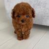 Puppies for sale Portugal, Port Toy-poodle